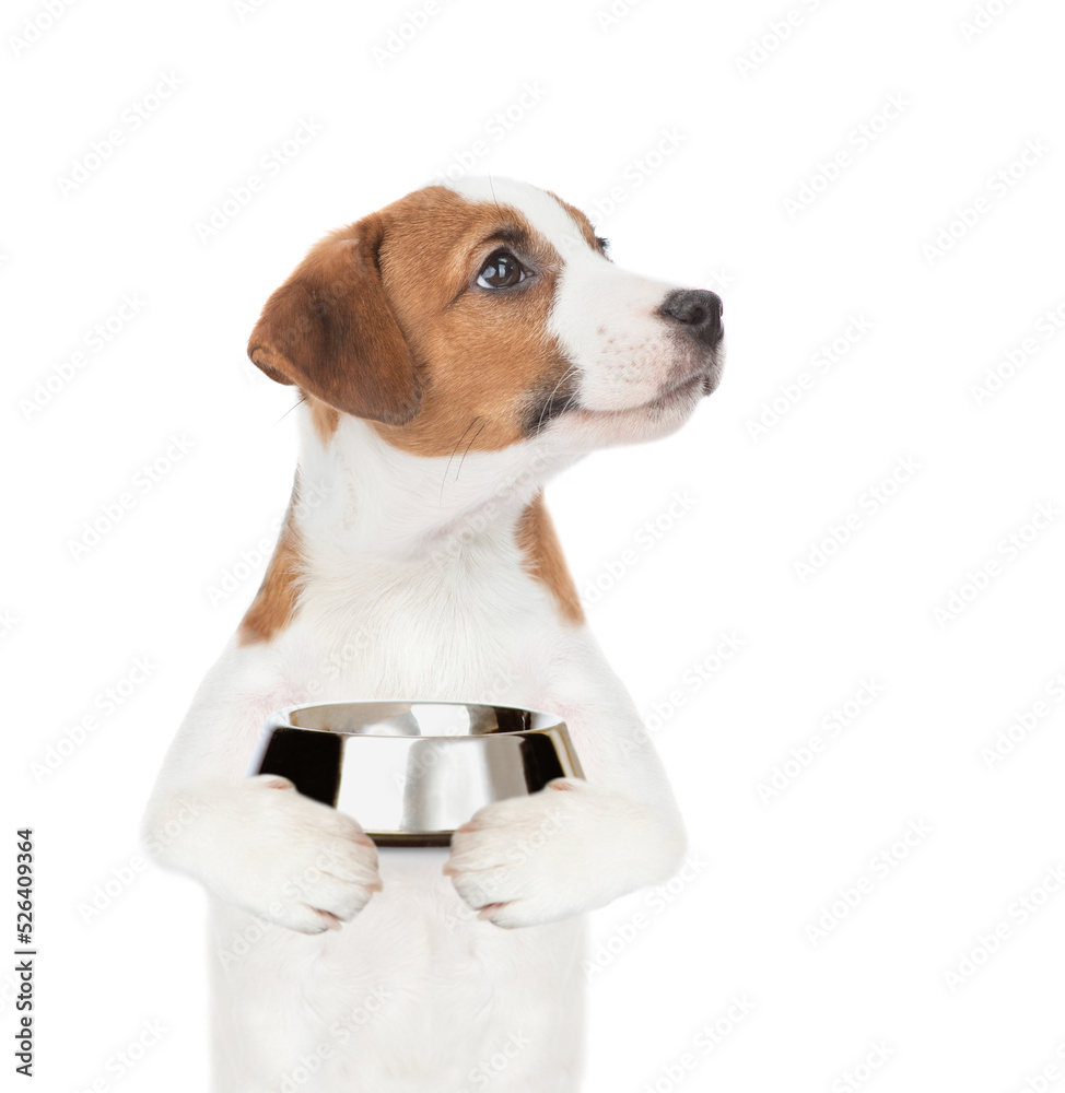 Poster hungry jack russell terrier puppy holds empty bowl and looks away on empty space. isolated on white 