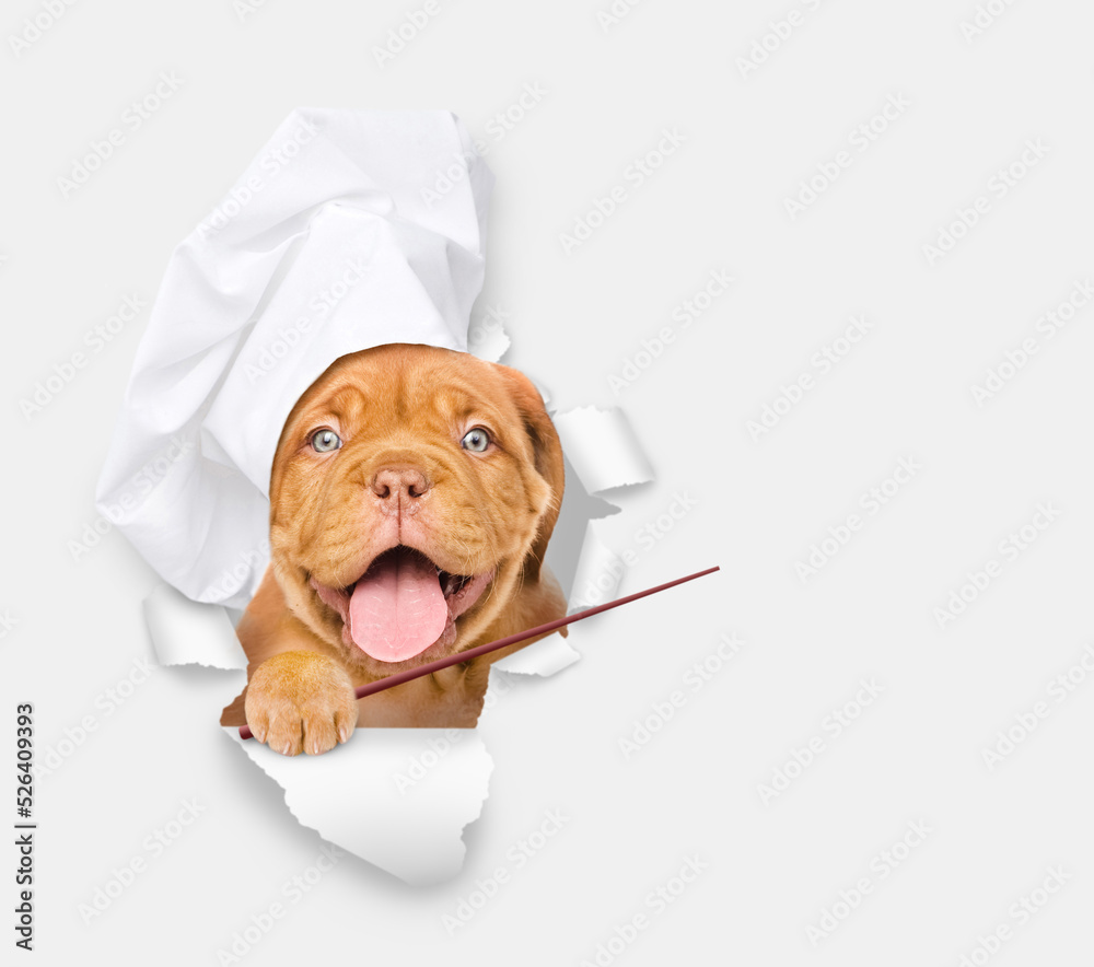 Poster happy puppy wearing a chef's hat looks through a hole in white paper points away on empty space
