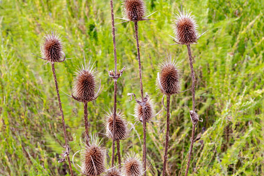 cockleburr in a field of yellow grass