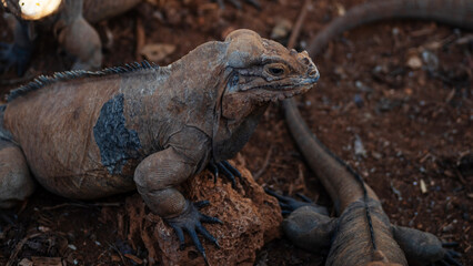 Obraz premium Brown iguanas in the wild, nature park. Lizard colony, close-up