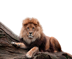 Fototapeta na wymiar LION KING