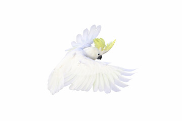 Beautiful cockatoo flying isolated on white. © Passakorn