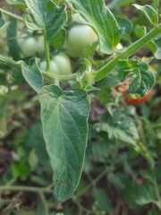 tomatoes on a bush