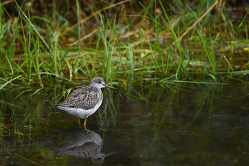 A Lesser Yellowlegs (Tringa flavipes) wades along the shore of Reflections Lake, Alaska.