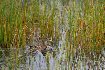 A juvenile Northern Shoveler (Spatula clypeata) cruises for food in Alaska's Reflections Lake in preparation for its autumn migratory journey south.