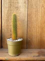 Pequeño cactus en maceta sobre fondo de madera. Composición. Recurso gráfico