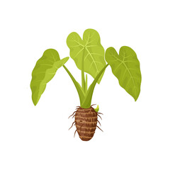 Vector illustration of a taro plant or Colocasia esculenta, isolated on a white background. - obrazy, fototapety, plakaty