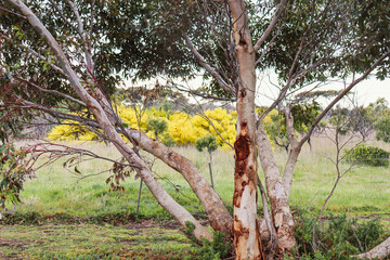 Fototapeta premium eucalyptus tree and flowering wattles in field