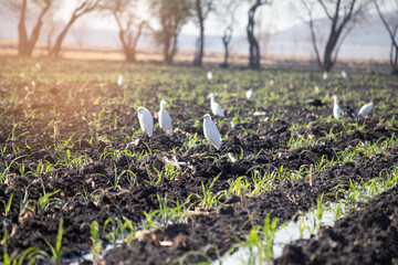 aves disfrutando el amanecer en campos de cultivo