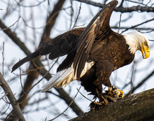eagle in flight