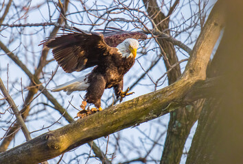 american bald eagle