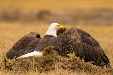 american bald eagle