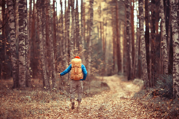 tourist in the autumn forest on a forest road, an adventure in the October forest, one man autumn landscape hiking