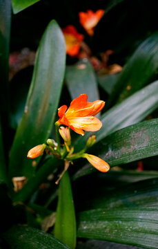 Early stage of Clivia miniata or orange bush lily blossom