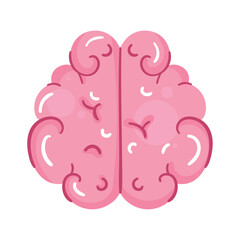 brain human organ