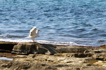 Coast of the Mediterranean Sea in northern Israel.