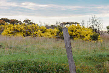 rural fence and flowering wattle trees in field - obrazy, fototapety, plakaty