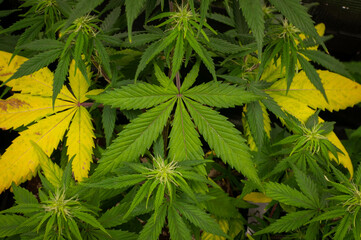 cannabis plants in vegetative stage