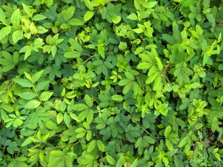 green leaves background. Shameplant background image in nature 