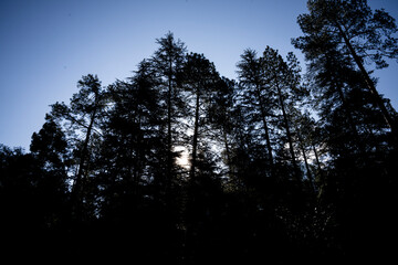 sunset in the forest