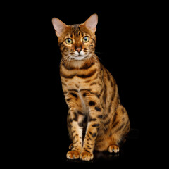 Bengal cat sits with a curious muzzle in front on an isolated black background