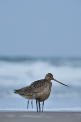 Ballade à San Francisco