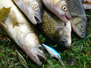Two zander, two chub and crucian carp lying on the grass. Close-up.
