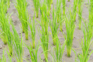 Obraz premium growing rice plant, growing plant, pattern of rice, farm rice agriculture, organic farm rice.