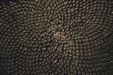 Vegetable background, black sunflower seeds close-up. Sunflower flower with ripe seeds.