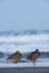 Océan pacifique Californie 