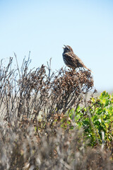 Océan pacifique Californie 