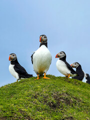 atlantic puffin or common puffin
