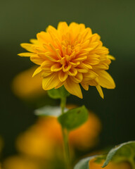 yellow flower