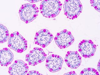 Histology of human tissue, show  epithelial tissue and connective tissue with microscope view  from laboratory (not Illustration Designation)
