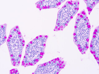 Histology of human tissue, show  epithelial tissue and connective tissue with microscope view  from laboratory (not Illustration Designation)