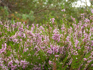 Common heather (Calluna vulgaris) in a bog