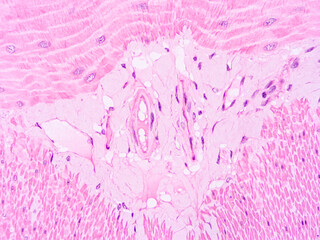 Histology of human tissue, show  epithelial tissue and connective tissue with microscope view  from...