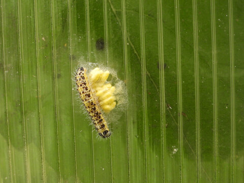 Parasitoid wasp, Cotesia glomerata, cocoons  on the cabbage white butterfly caterpillar, Pieris brassicae.