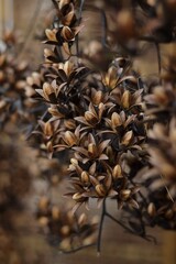 pine cones on the ground