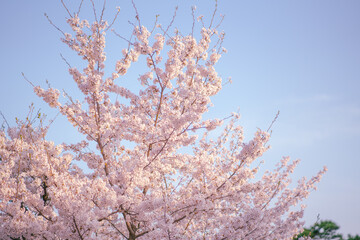blue sky and cherry blossoms