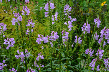 The summer blooming Physostegia virginiana .