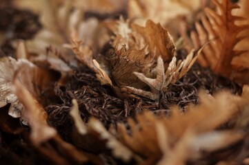 close up of grass