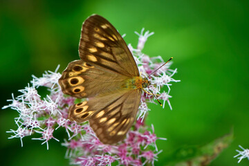 秋の終わりに咲くアキノキリンソウと、高原のチョウ、ヒメキマダラヒカゲ