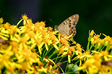 秋の終わりに咲くアキノキリンソウと、高原のチョウ、ヒメキマダラヒカゲ