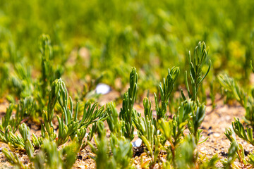Sea pickle (pickleweed)