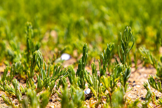 Sea pickle (pickleweed)