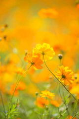 藤原宮跡のキバナコスモス