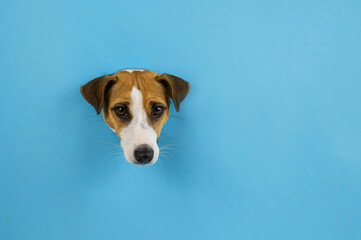 Funny dog muzzle from a hole in a paper blue background. Copy space. 