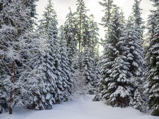 Winter forest in the Carpathians, Ukraine, near Lake Synevyr. Trees covered in snow. Beautiful nature scenery with spruce trees in snow. Landscapes with coniferous forest on a bright sunny day.