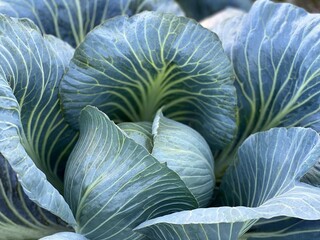 Cabbage head in the field.